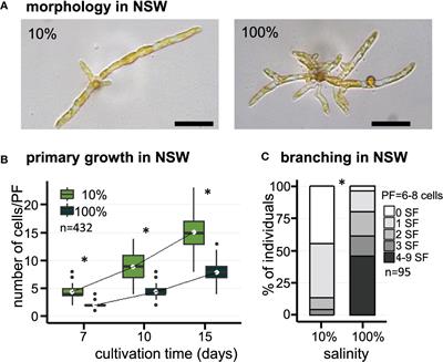 Presence of Exogenous Sulfate Is Mandatory for Tip Growth in the Brown Alga Ectocarpus subulatus